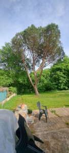 Photo de galerie - Taille de bois mort 