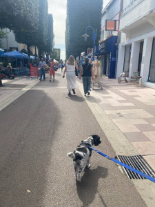 Photo de galerie - Même chienne très calme Ziggy 