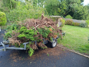 Photo de galerie - Elagage et coupe d'arbres