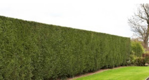 Photo de galerie - Taille de haie 