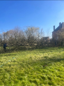 Photo de galerie - Elagage et coupe d'arbres