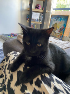 Photo de galerie - Garde chat