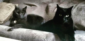 Photo de galerie - Visites chats 