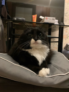 Photo de galerie - Chat