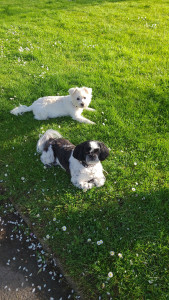 Photo de galerie - Petits cœurs ? 