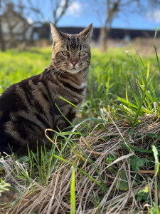 Photo de galerie - Garde chat 