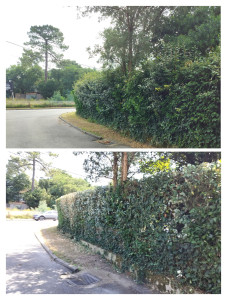 Photo de galerie - Remise en forme d'une haie 