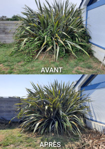 Photo de galerie - Tonte de pelouse - Débroussaillage