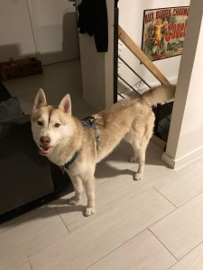 Photo de galerie - Garde chien