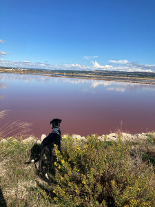 Photo de galerie - Promenades et sorties véhiculées