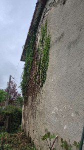 Photo de galerie - Taille de haies et d'arbustes