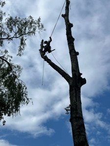 Photo de galerie - Démontage d’un peuplier blanc devenu trop imposant pour un petit jardin 