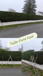 Photo de galerie - Petit rabattage de haie en hauteur 