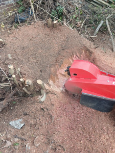 Photo de galerie - Elagage et coupe d'arbres
