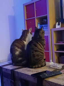 Photo de galerie - Voici mes 2 chats : Flokï et Molly !