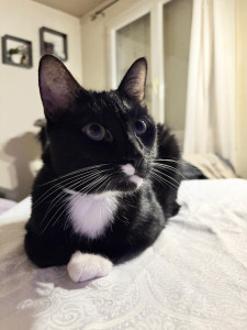 Photo de galerie -  Mon petit rio le plus jeune. Un amour de  ? 