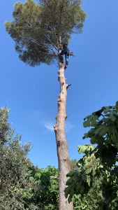 Photo de galerie - Abattage d’un pin