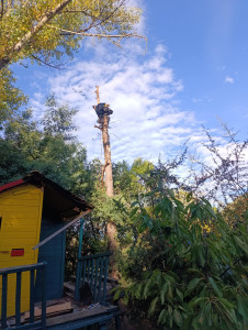 Photo de galerie - Abattage de pin