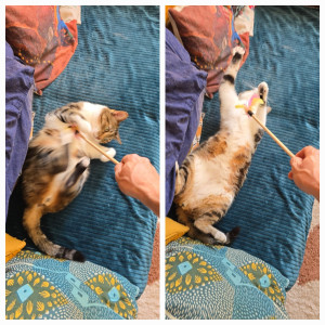 Photo de galerie - Adorable chat du nom de Papaye ?