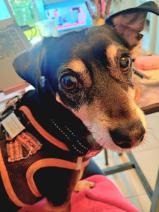 Photo de galerie - Garde chien