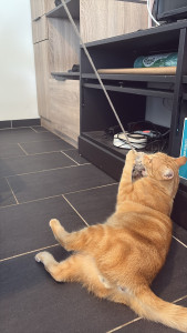 Photo de galerie - Rouky