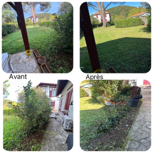 Photo de galerie - Remise au propre d’un petit jardin tonte et taille/nettoyage d’un rosier 