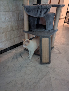 Photo de galerie - Chat en pension 