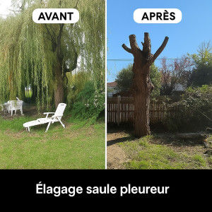 Photo de galerie - Elagage et coupe d'arbres