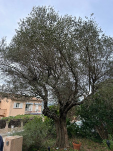 Photo de galerie - Elagage et coupe d'arbres