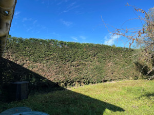 Photo de galerie - Rabattage et taille de haie