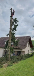 Photo de galerie - Elagage et coupe d'arbres