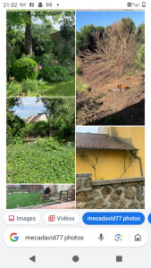 Photo de galerie - Taille et enlèvement de haie et taille de rosier et buisson 