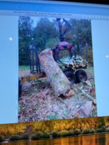 Photo de galerie - Abattage d’arbre( gros bois )