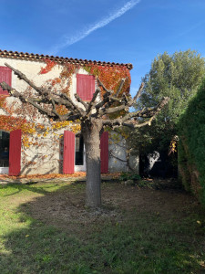 Photo de galerie - Taille d’un mûrier platane effectué en novembre 