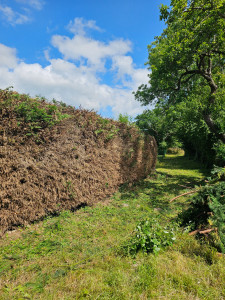 Photo de galerie - Rabattage de Haie de Thuya apres 
