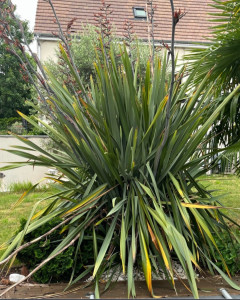 Photo de galerie - Réduction de phormium 