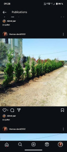 Photo de galerie - Plantation d'une haie de cyprès de layland 