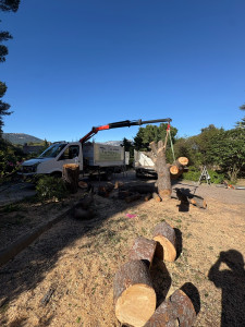 Photo de galerie - Elagage évacuation à la grue
