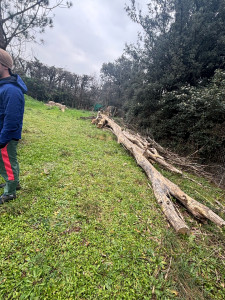 Photo de galerie - Elagage et coupe d'arbres