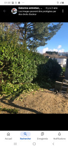 Photo de galerie - Taille de haies et d'arbustes