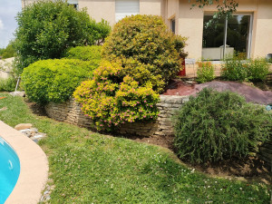 Photo de galerie - Taille de haies et d'arbustes