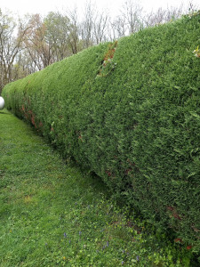 Photo de galerie - Taille de haies et d'arbustes