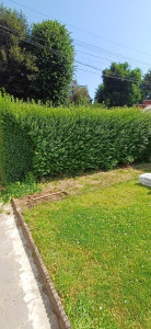 Photo de galerie - Taille de haies et d'arbustes