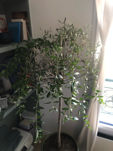 Photo de galerie - Taille de haies et d'arbustes