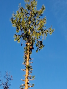 Photo de galerie - Abattage d'un sapin avec évacuatio
n des végétaux 