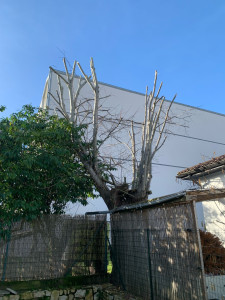Photo de galerie - Elagage et coupe d'arbres