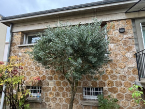 Photo de galerie - Taille d’olivier