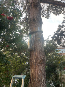 Photo de galerie - Pose de piège a chenille