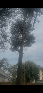 Photo de galerie - Démontage d arbre 