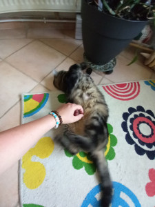 Photo de galerie - Garde chat